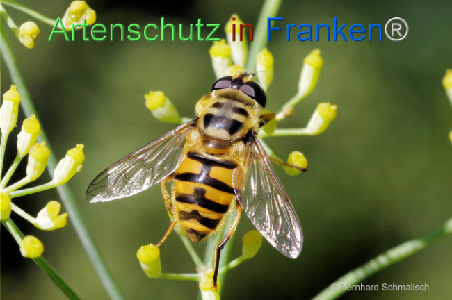 © Artenschutz in Franken® / Bernhard Schmalisch Bild zum Eintrag (1110305-160)