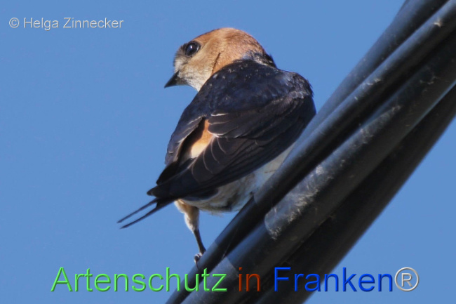© Artenschutz in Franken® Bild zum Eintrag (1110404-160)