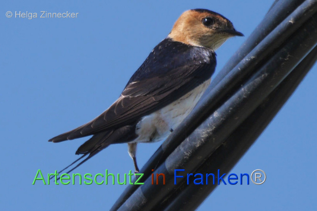 © Artenschutz in Franken® Bild zum Eintrag (1110405-160)