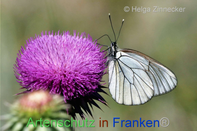 © Artenschutz in Franken® / Helga Zinnecker Bild zum Eintrag (1110409-160)