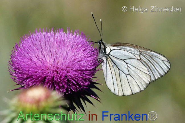 © Artenschutz in Franken® / Helga Zinnecker Bild zum Eintrag (1110410-160)
