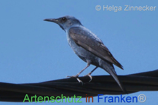 Bild zum Eintrag (1110476-160)