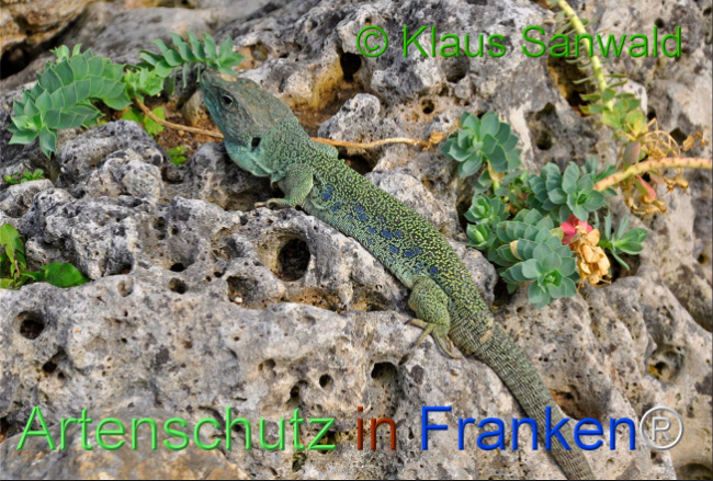 © Artenschutz in Franken® / Klaus Sanwald Bild zum Eintrag (1110496-160)