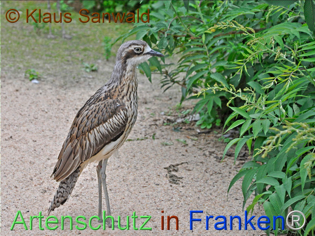 © Artenschutz in Franken® / Klaus Sanwald Bild zum Eintrag (1110500-160)