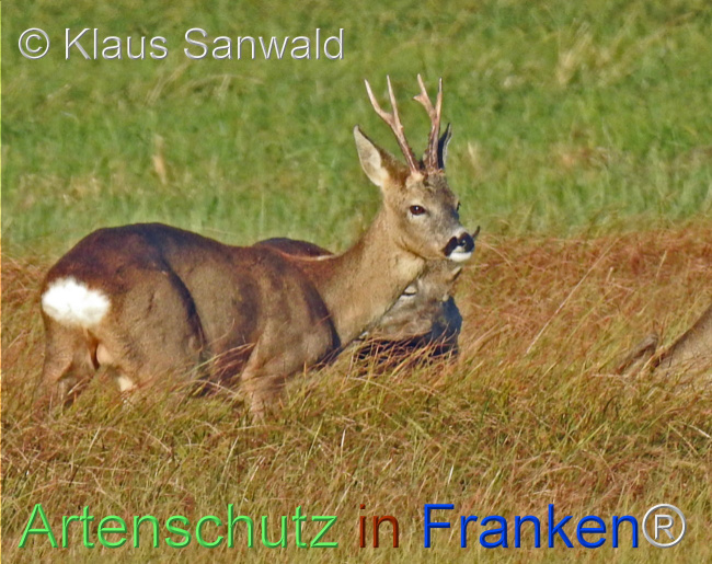 © Artenschutz in Franken® / Klaus Sanwald Bild zum Eintrag (1110504-160)