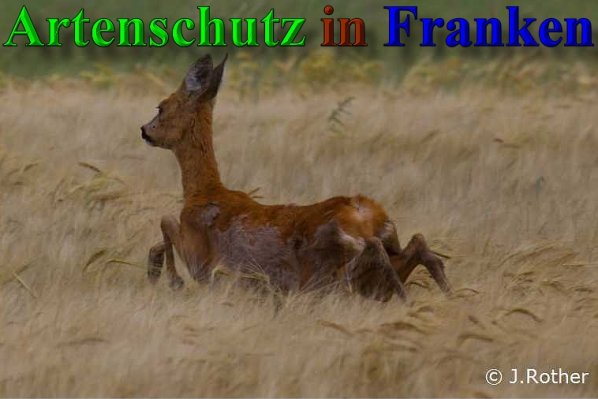 Copyright AiS-Johannes Rother Bild zum Eintrag (1110508-160)