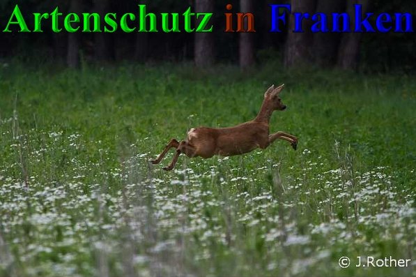 Copyright AiS-Johannes Rother Bild zum Eintrag (1110509-160)