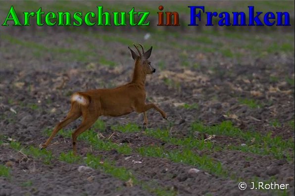 Copyright AiS - Johannes Rother Bild zum Eintrag (1110510-160)