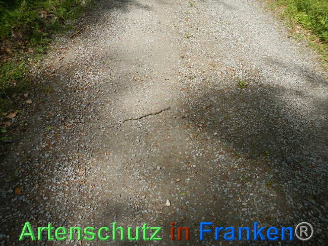 © Artenschutz in Franken® Bild zum Eintrag (1110803-160)
