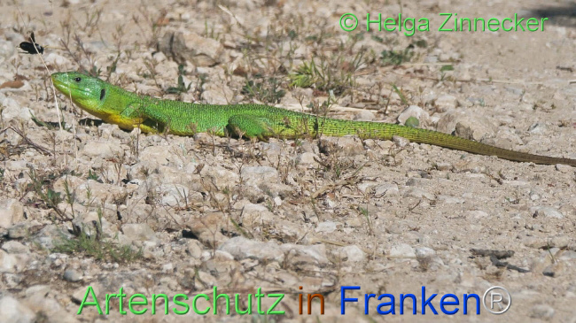 © Artenschutz in Franken® / Helga Zinnecker Bild zum Eintrag (1110839-160)