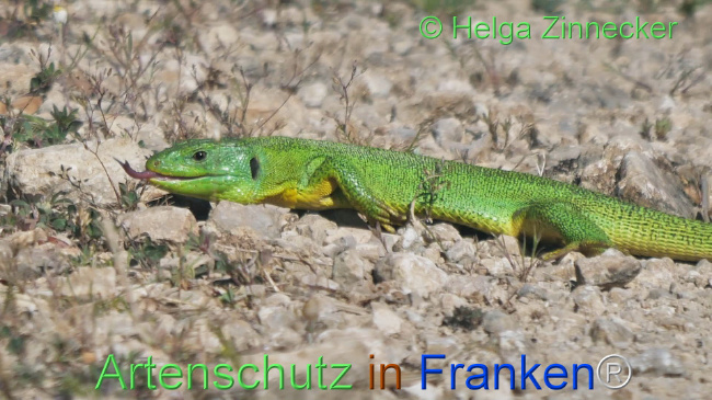 © Artenschutz in Franken® / Helga Zinnecker Bild zum Eintrag (1110840-160)