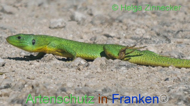 © Artenschutz in Franken® / Helga Zinnecker Bild zum Eintrag (1110841-160)