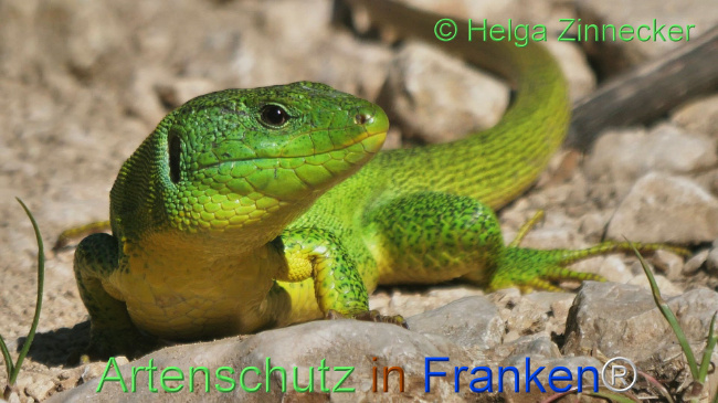 © Artenschutz in Franken® / Helga Zinnecker Bild zum Eintrag (1110843-160)