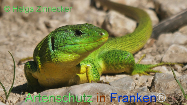 © Artenschutz in Franken® / Helga Zinnecker Bild zum Eintrag (1110844-160)