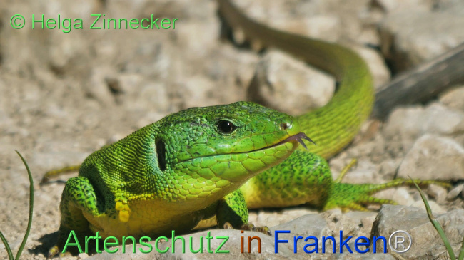 © Artenschutz in Franken® / Helga Zinnecker Bild zum Eintrag (1110845-160)