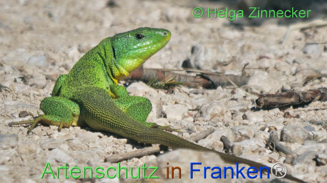 Bild zum Eintrag (1110847-160)