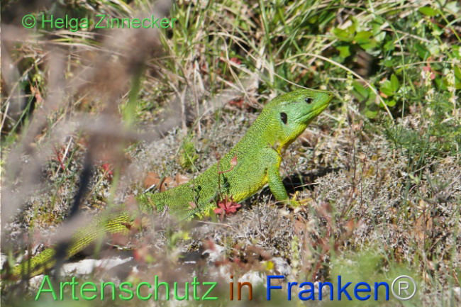 Bild zum Eintrag (1110851-160)