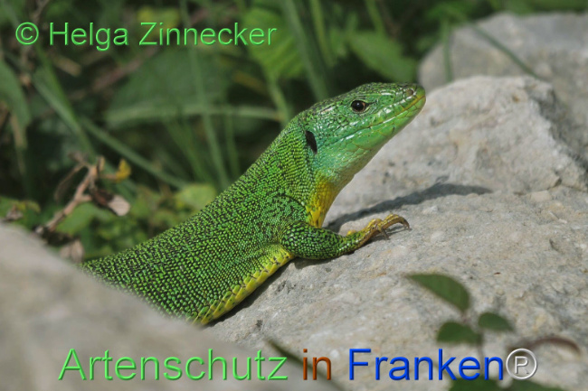 Bild zum Eintrag (1110854-160)