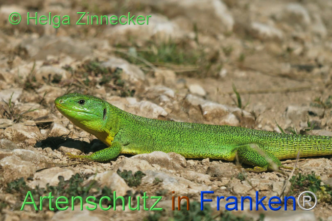 Bild zum Eintrag (1110855-160)