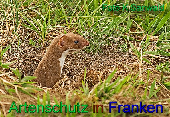 Copyright AiS - Klaus Sanwald Bild zum Eintrag (1111085-160)