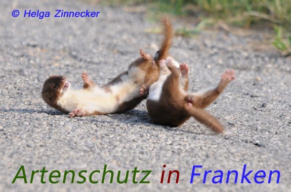 Copyright AiS Helga Zinnecker Bild zum Eintrag (1111087-160)