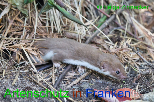© Artenschutz in Franken® / Helga Zinnecker Bild zum Eintrag (1111091-160)