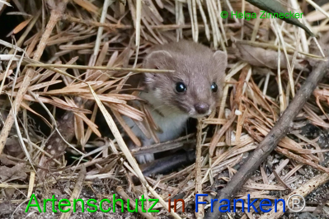 © Artenschutz in Franken® / Helga Zinnecker Bild zum Eintrag (1111092-160)