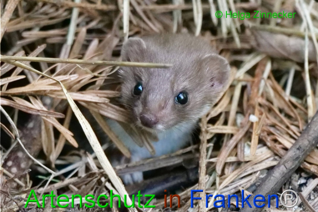 © Artenschutz in Franken® / Helga Zinnecker Bild zum Eintrag (1111094-160)