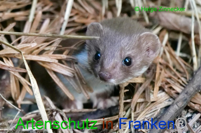 © Artenschutz in Franken® / Helga Zinnecker Bild zum Eintrag (1111095-160)