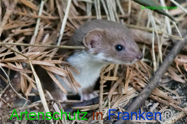 © Artenschutz in Franken® / Helga Zinnecker Bild zum Eintrag (1111096-160)
