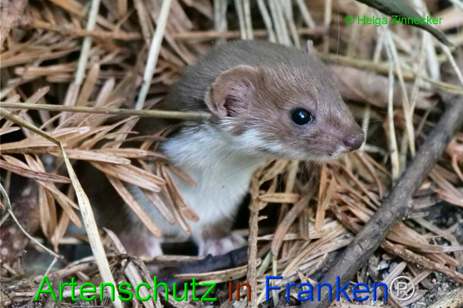 © Artenschutz in Franken® / Helga Zinnecker Bild zum Eintrag (1111098-160)