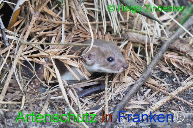© Artenschutz in Franken® / Helga Zinnecker Bild zum Eintrag (1111099-160)