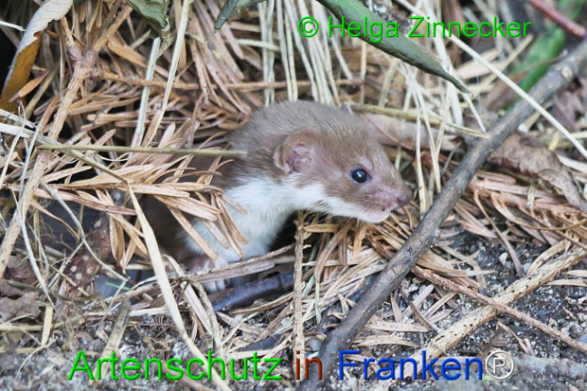 © Artenschutz in Franken® / Helga Zinnecker Bild zum Eintrag (1111100-160)