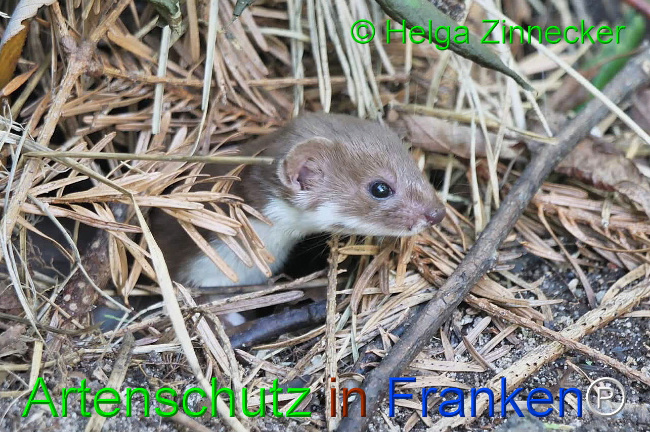 © Artenschutz in Franken® / Helga Zinnecker Bild zum Eintrag (1111102-160)