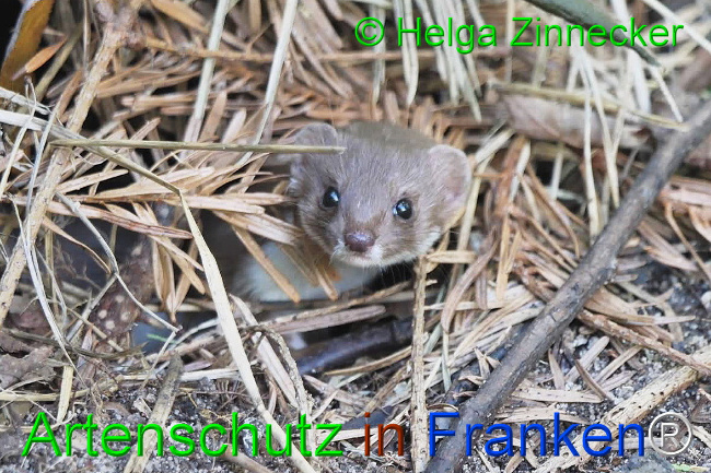 © Artenschutz in Franken® / Helga Zinnecker Bild zum Eintrag (1111104-160)