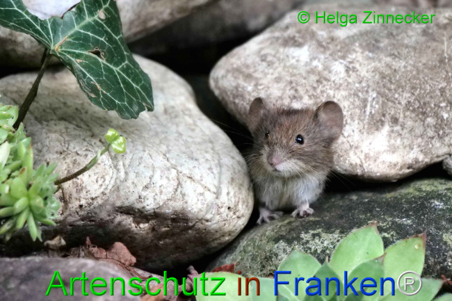 © Artenschutz in Franken® / Helga Zinnecker Bild zum Eintrag (1111113-160)