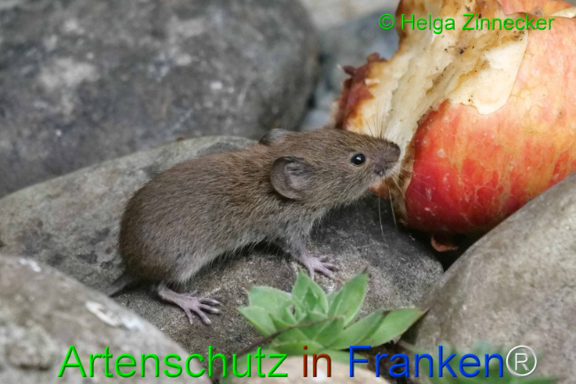 © Artenschutz in Franken® / Helga Zinnecker Bild zum Eintrag (1111114-160)