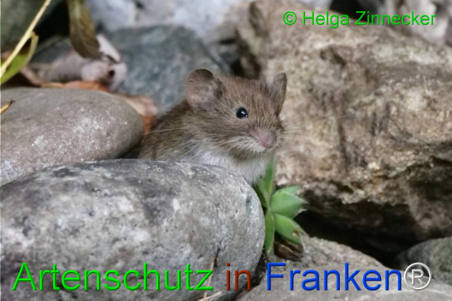 © Artenschutz in Franken® / Helga Zinnecker Bild zum Eintrag (1111117-160)