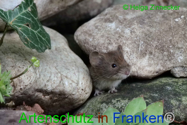 © Artenschutz in Franken® / Helga Zinnecker Bild zum Eintrag (1111118-160)