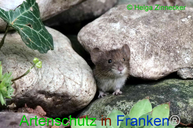 © Artenschutz in Franken® / Helga Zinnecker Bild zum Eintrag (1111119-160)