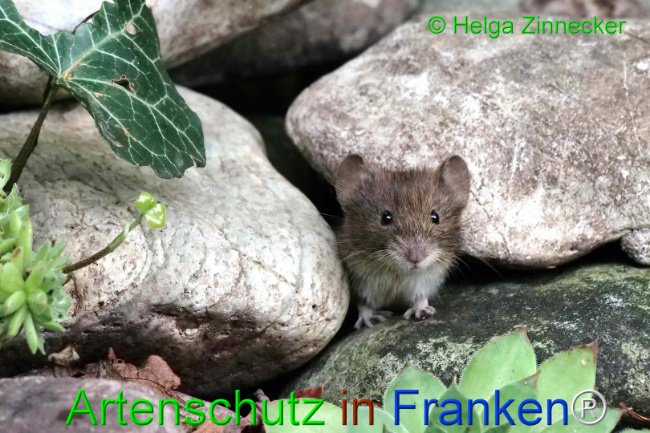 Bild zum Eintrag (1111121-160)