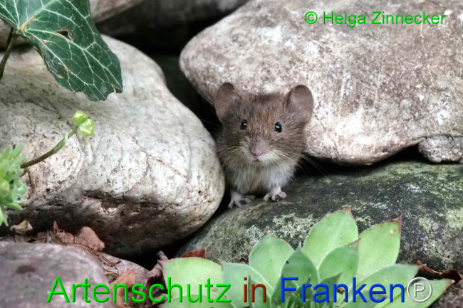 Bild zum Eintrag (1111122-160)