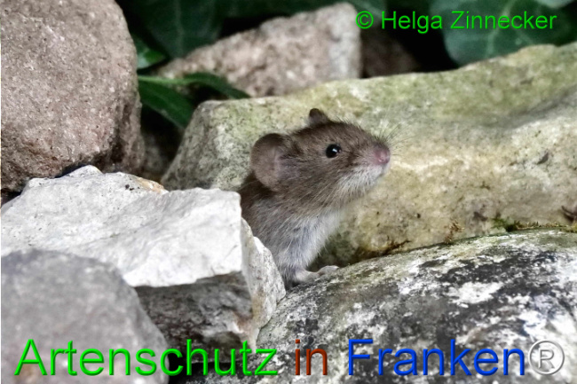 Bild zum Eintrag (1111123-160)