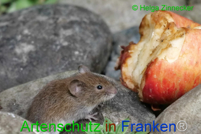 Bild zum Eintrag (1111125-160)