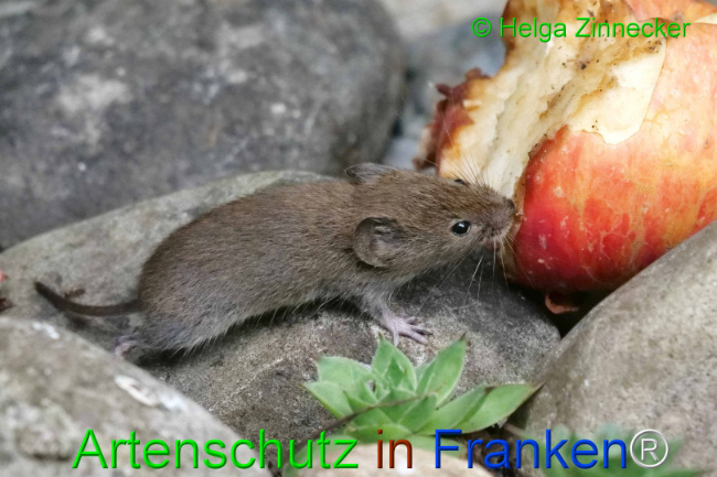 Bild zum Eintrag (1111126-160)