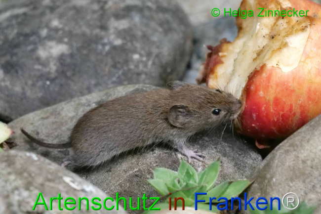 Bild zum Eintrag (1111127-160)