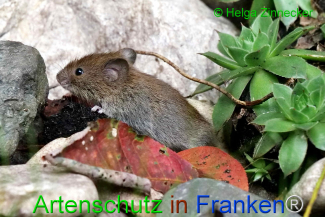 © Artenschutz in Franken® / Helga Zinnecker Bild zum Eintrag (1111133-160)