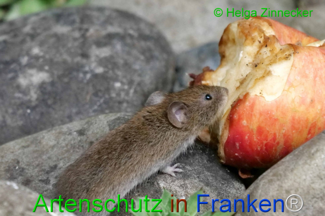 © Artenschutz in Franken® / Helga Zinnecker Bild zum Eintrag (1111134-160)