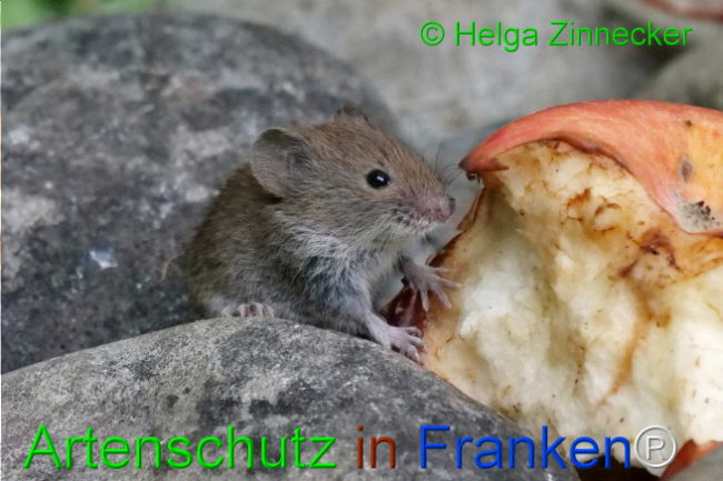 © Artenschutz in Franken® / Helga Zinnecker Bild zum Eintrag (1111135-160)