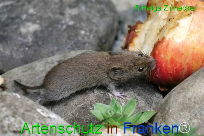 © Artenschutz in Franken® Bild zum Eintrag (1111136-160)